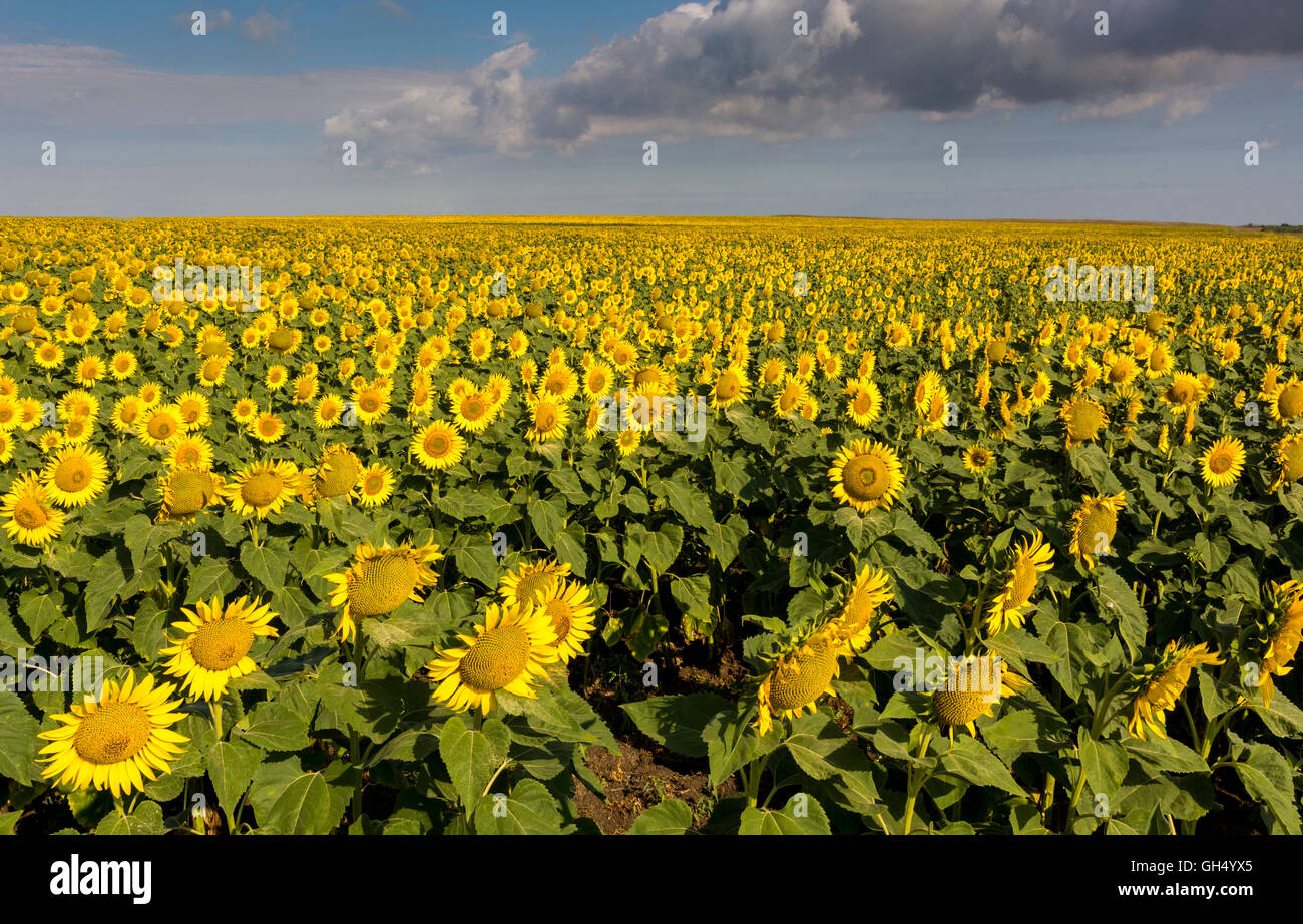 field of blooming sunflowers on a background sunset Stock Photo - Alamy