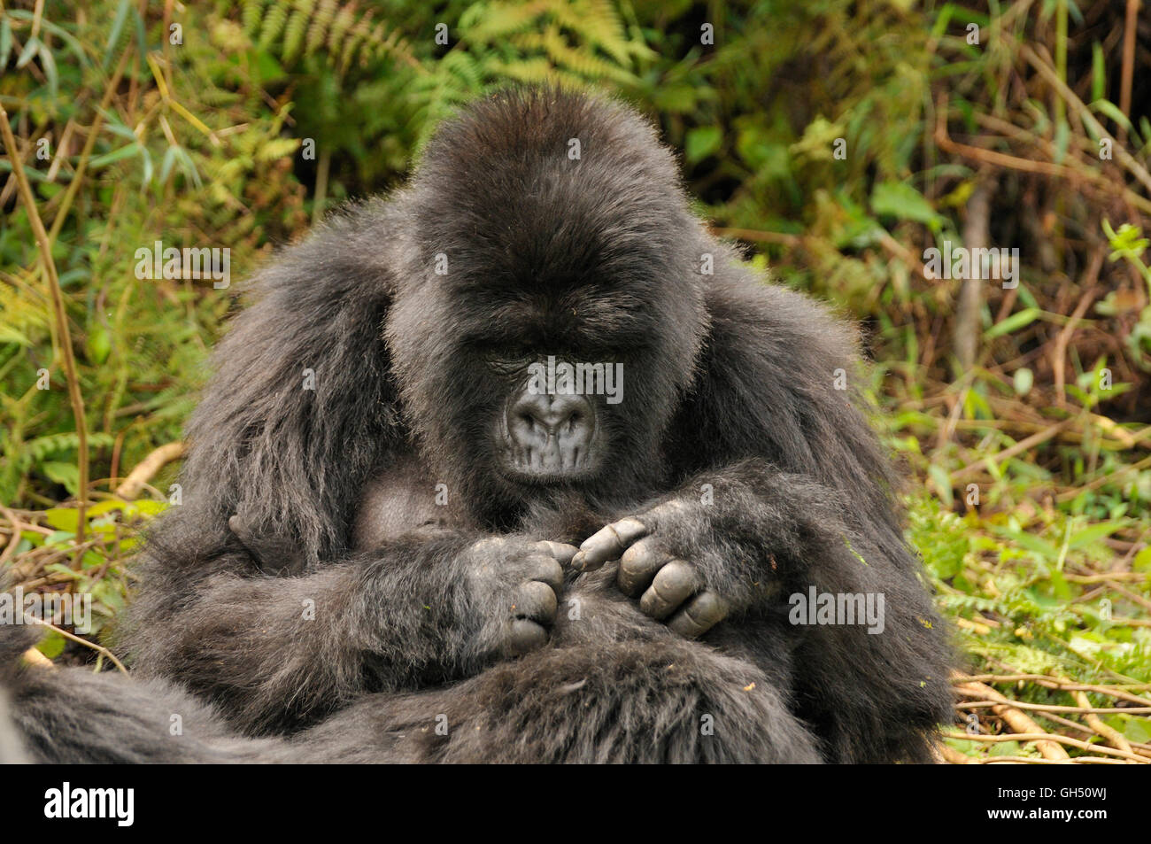 zoology / animals, mammal (mammalia), mountain gorilla (gorilla beringei beringei) of the Hirwa group on foot of the volcano Mount Gahinga, Parc national of the Volcans, Rwanda, Africa, Additional-Rights-Clearance-Info-Not-Available Stock Photo
