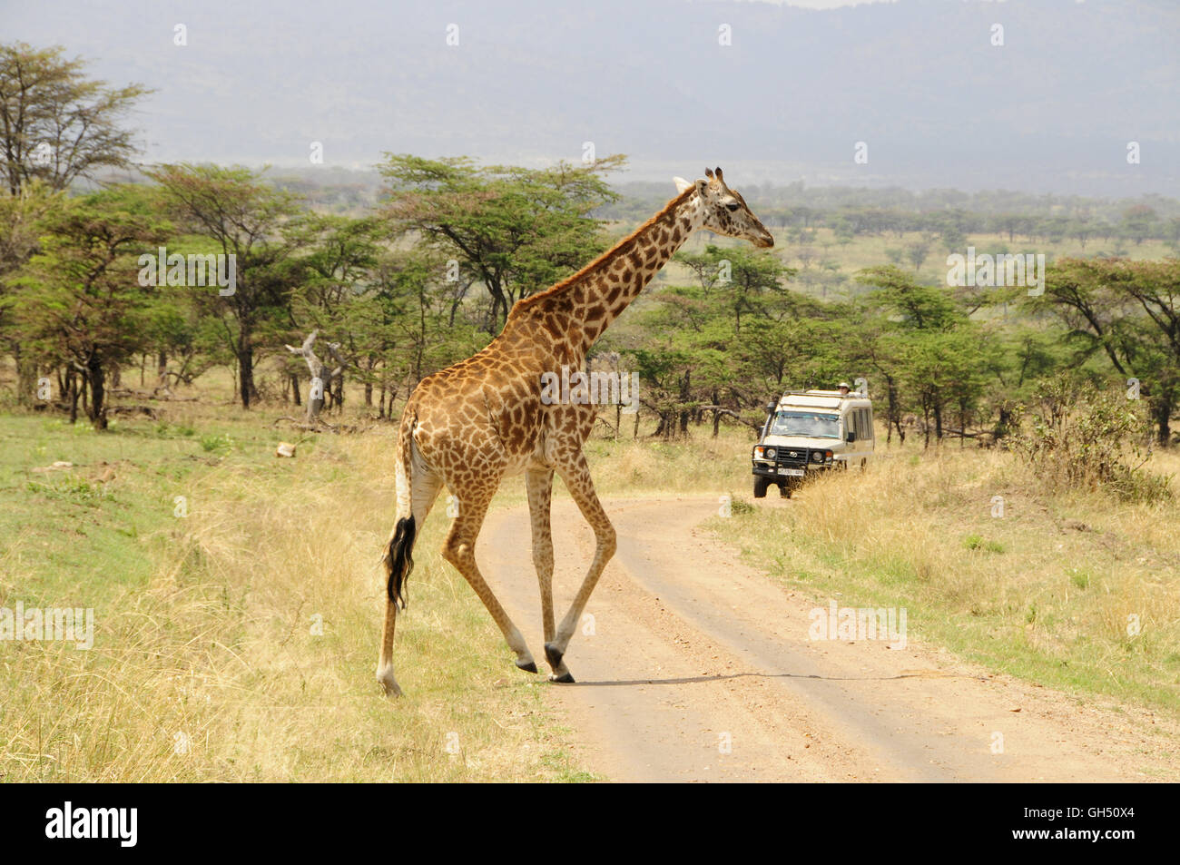 zoology / animals, mammal (mammalia), giraffe (Giraffa camelopardalis tippelskirchi) crossing dirt road in front of a car, Serengeti National Park, Tanzania, Africa, Additional-Rights-Clearance-Info-Not-Available Stock Photo
