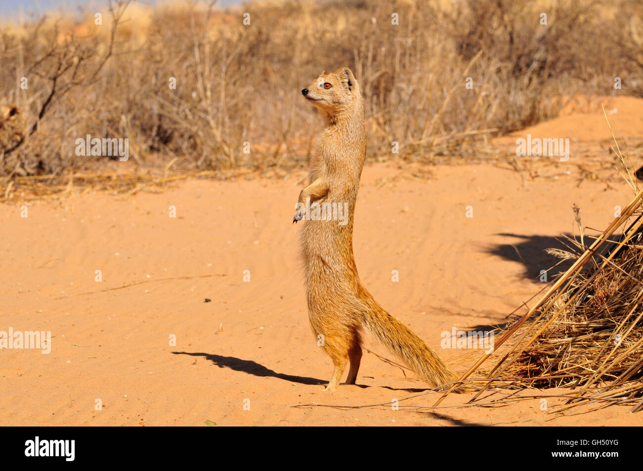 zoology / animals, mammal (mammalia), yellow mongoose (Cynictis  penicillata), Kgalagadi Transfrontier park, Kalahari Desert, South Africa,  Africa, Additional-Rights-Clearance-Info-Not-Available Stock Photo - Alamy