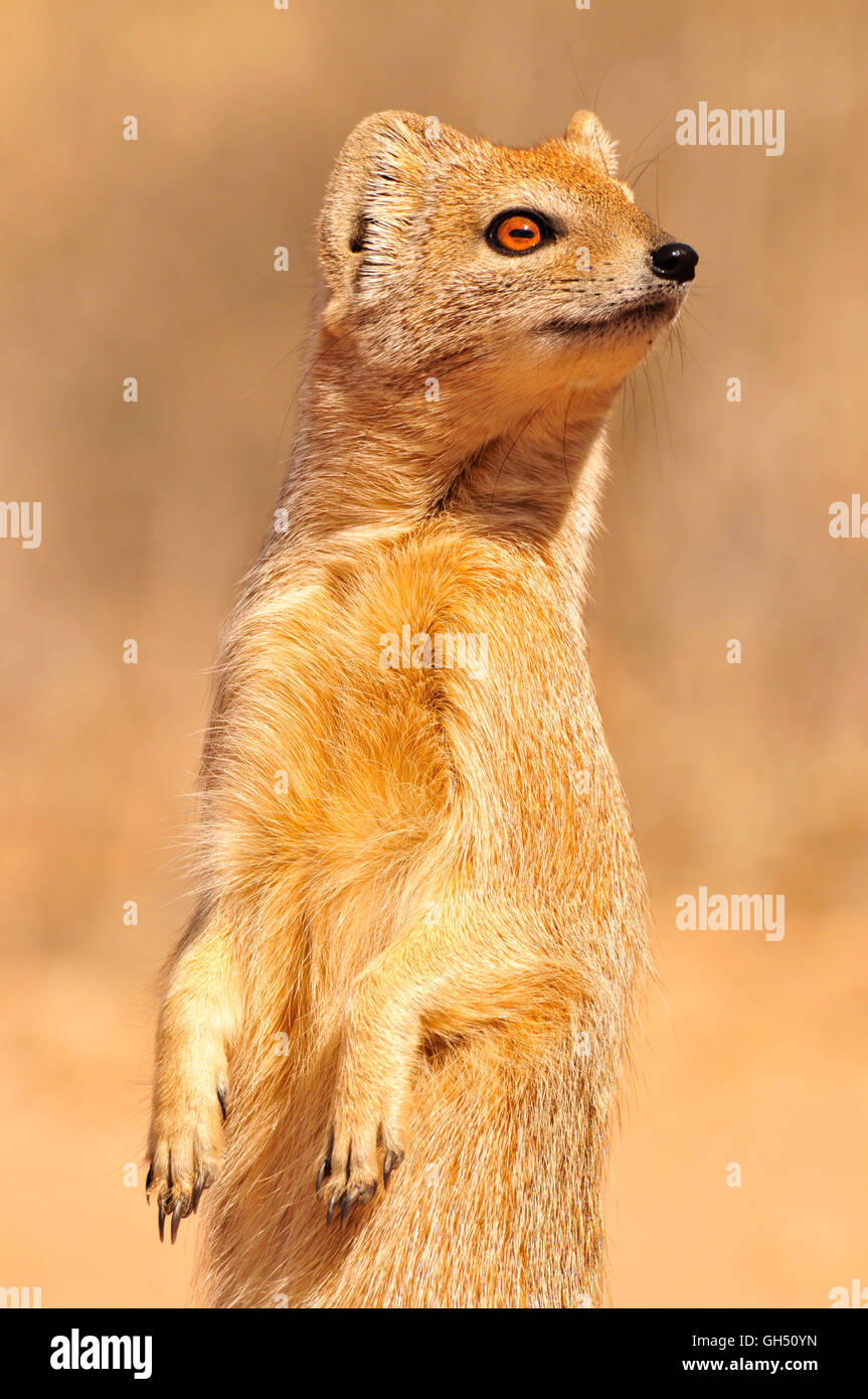 zoology / animals, mammal (mammalia), yellow mongoose (Cynictis penicillata), Kgalagadi Transfrontier park, Kalahari Desert, South Africa, Africa, Additional-Rights-Clearance-Info-Not-Available Stock Photo