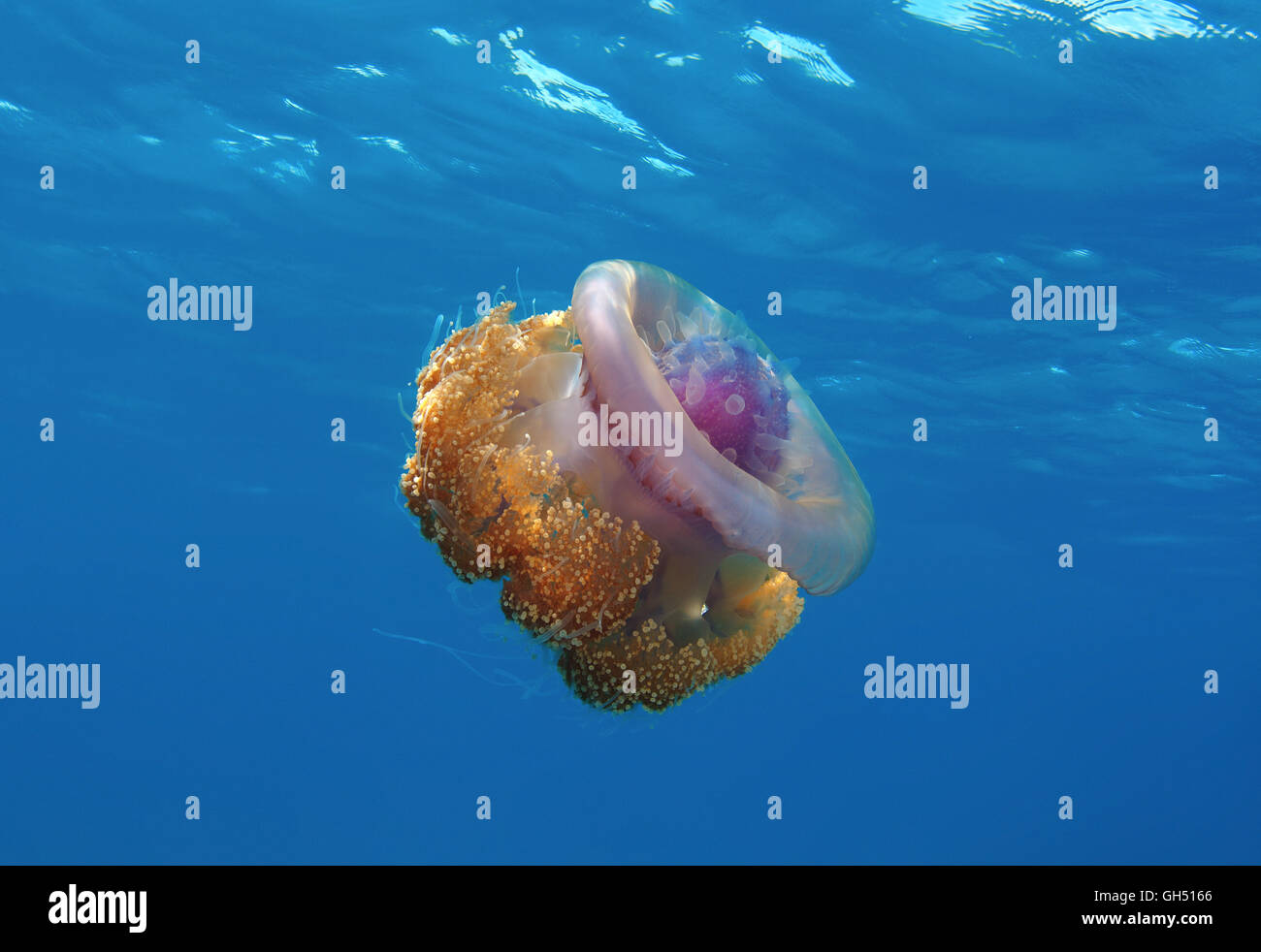 Cauliflower Jellyfish, Crown jellyfish or Crown sea jelly (Cephea cephea) Indian Ocean, Maldives Stock Photo