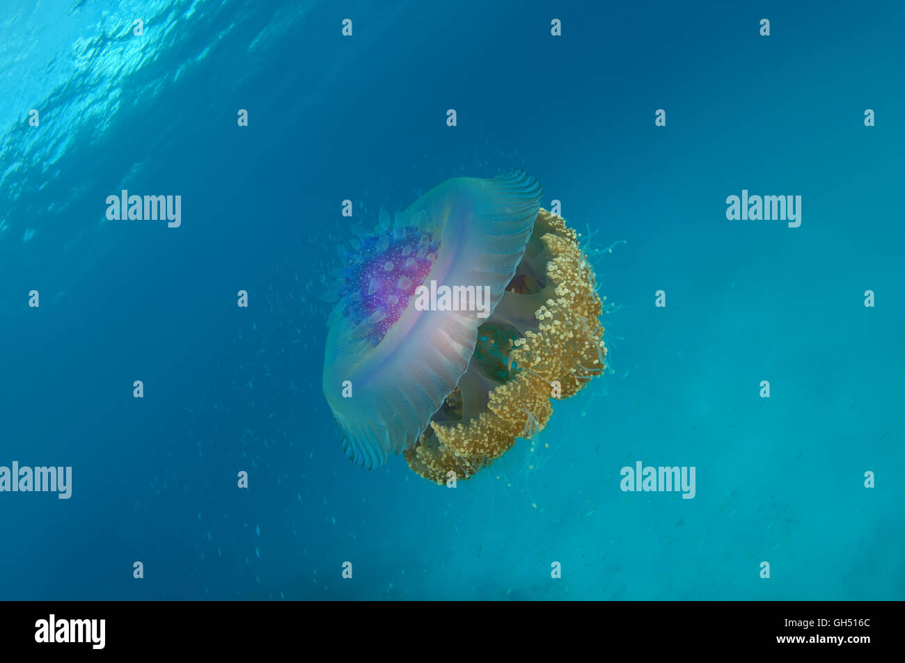 Cauliflower Jellyfish, Crown jellyfish or Crown sea jelly (Cephea cephea) Indian Ocean, Maldives Stock Photo