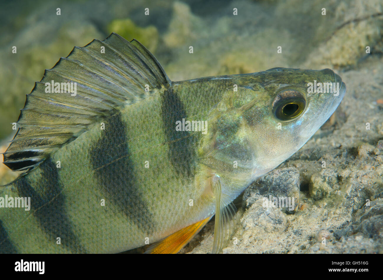 European perch, Redfin perch or English perch (Perca fluviatilis) Eastern Europe Stock Photo