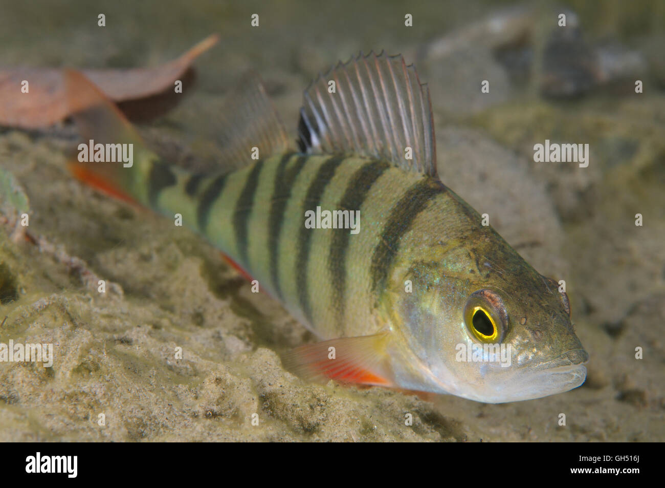 European perch, Redfin perch or English perch (Perca fluviatilis) Eastern Europe Stock Photo