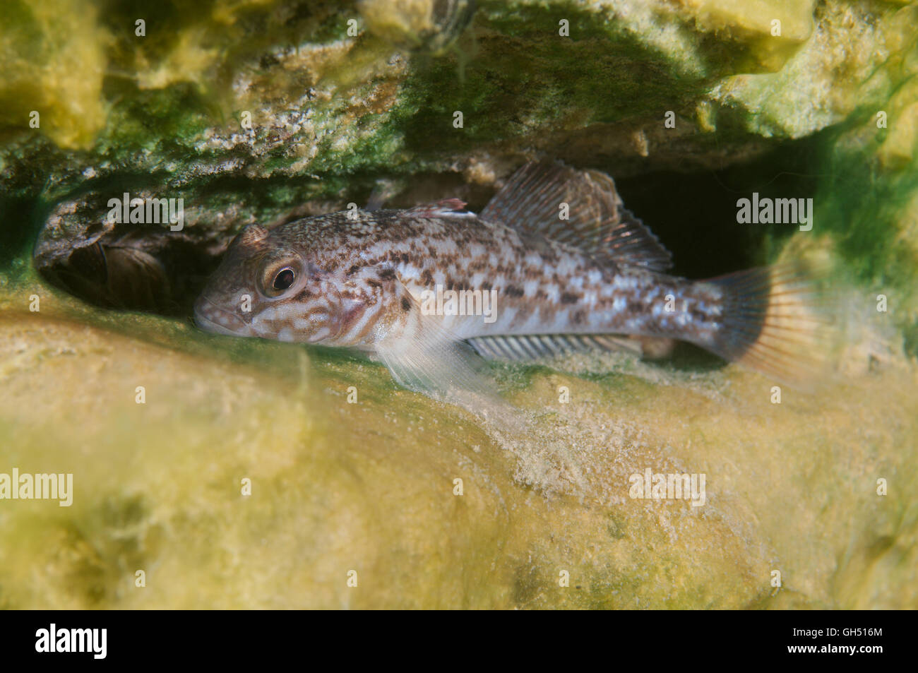 Round goby, Black spotted goby, Caspian round goby or Ginger goby (Neogobius melanostomus) Eastern Europe Stock Photo