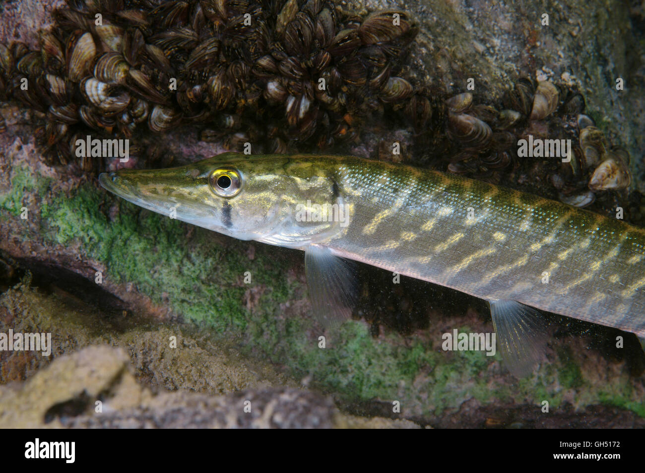 Northern pike, Common pike, Great Lakes pike or American pike (Esox lucius) Northern Europe Stock Photo