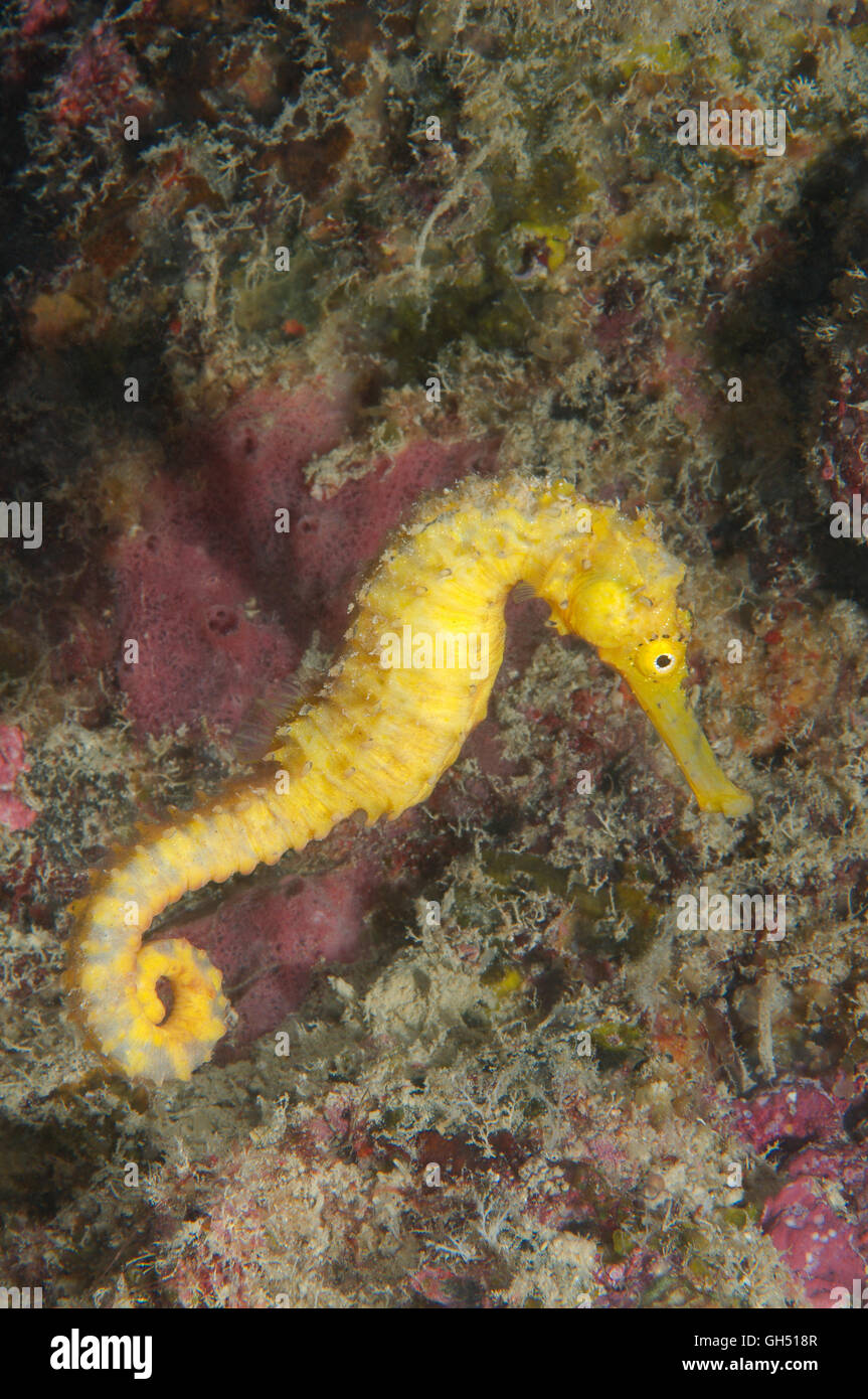 Yellow sea horse, Estuarine seahorse, Oceanic sea horse, or Spotted seahorse (Hippocampus Kuda) Indo-Pacific, Philippines Stock Photo