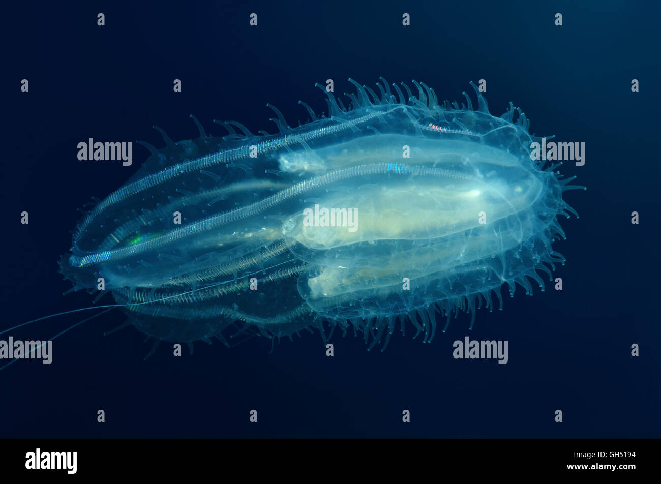 Comb Jellies (Ctenophora) Indo-Pacific, Philippines, Southeast Asia Stock Photo