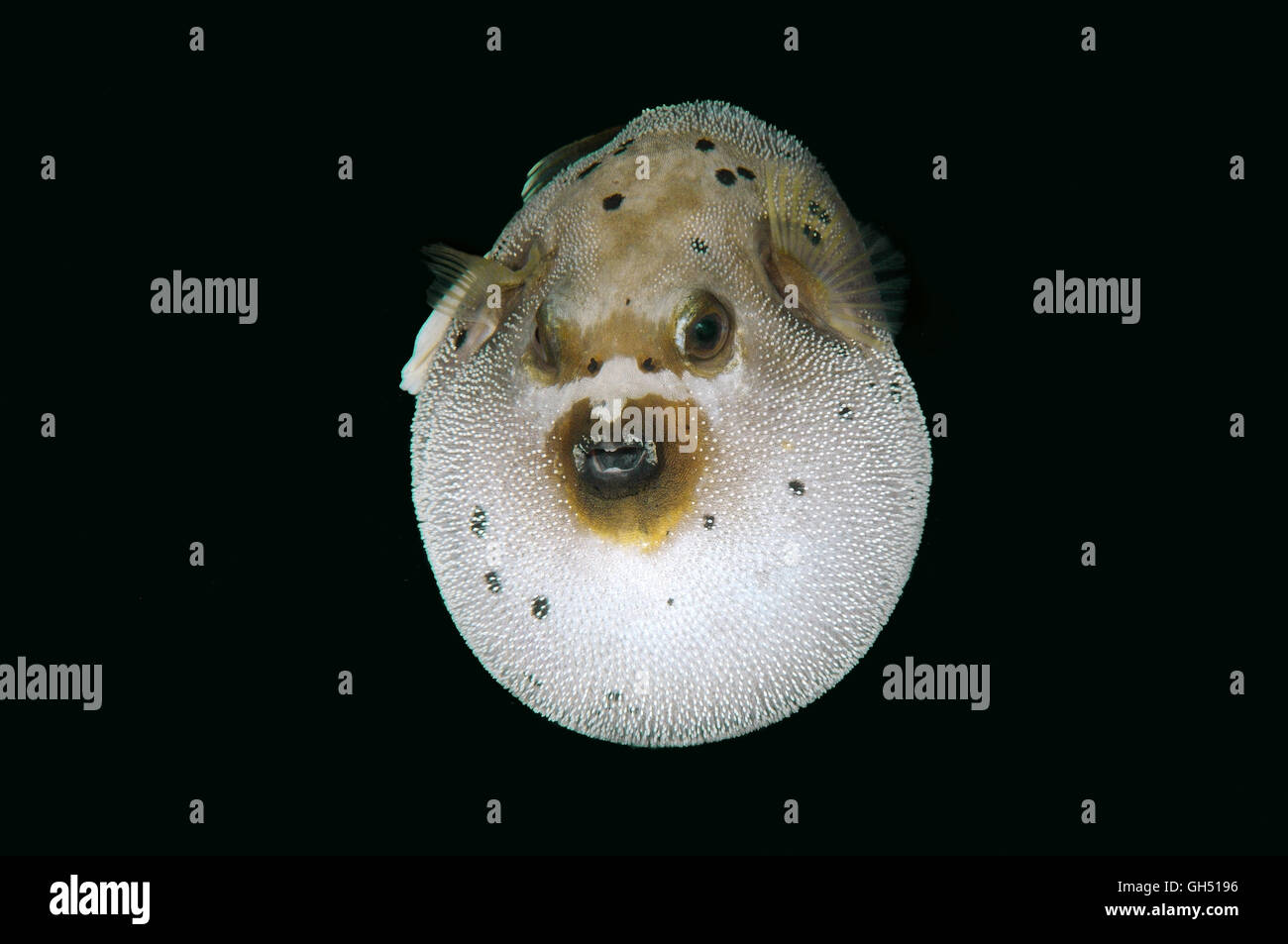 Blackspotted puffer or dog-faced puffer (Arothron nigropunctatus) Indo-Pacific, Philippines, Southeast Asia Stock Photo