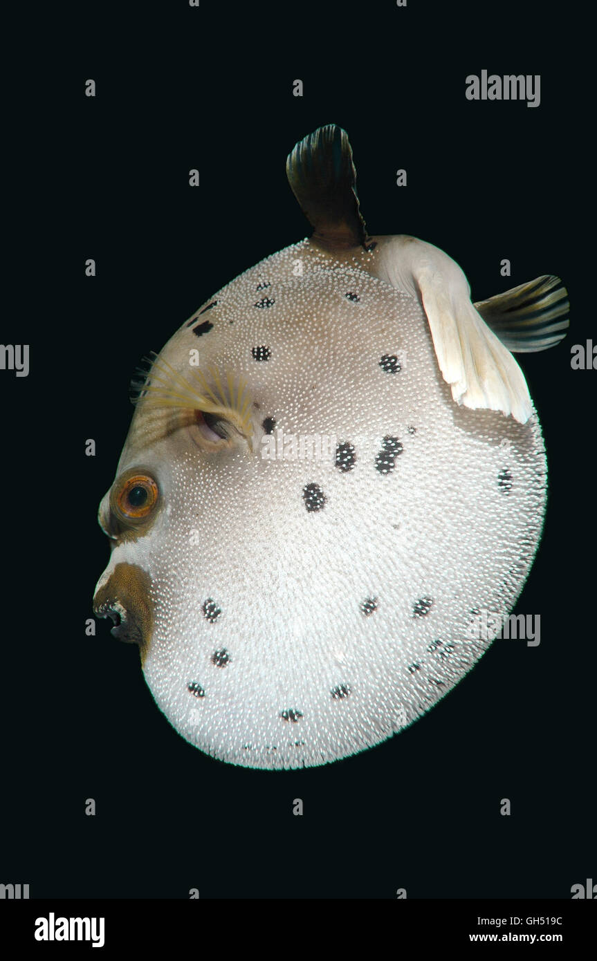 Blackspotted puffer or dog-faced puffer (Arothron nigropunctatus) Indo-Pacific, Philippines, Southeast Asia Stock Photo
