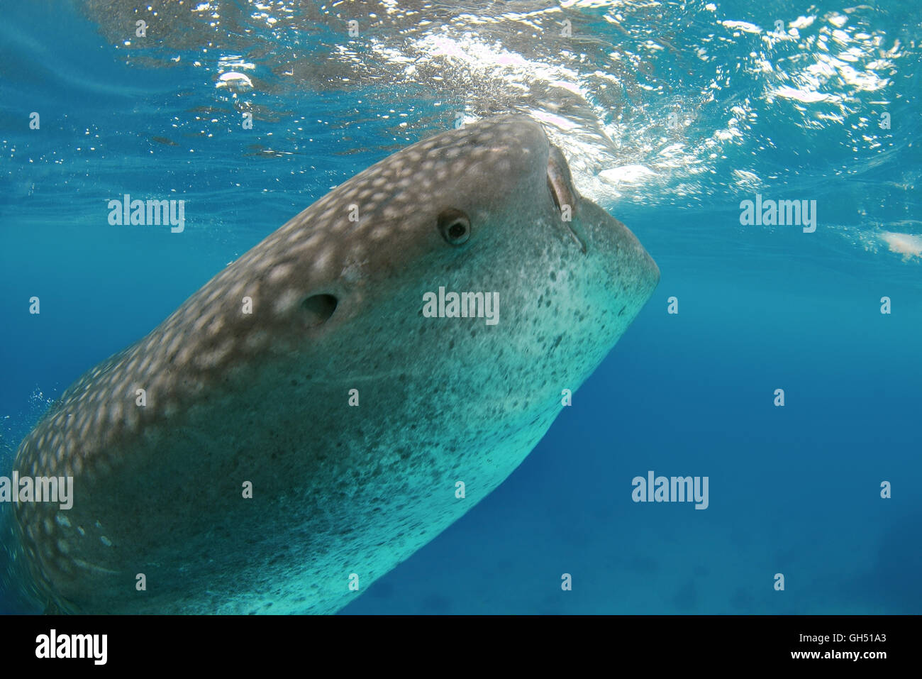 Whale shark or basking shark (Rhincodon typus) eats plankton, Indo-Pacific, Philippines, Southeast Asia Stock Photo