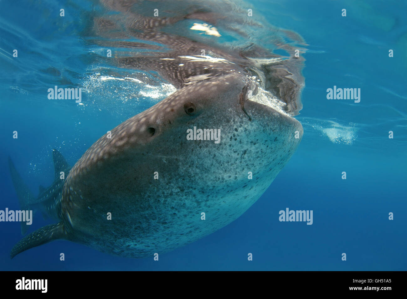 Whale shark or basking shark (Rhincodon typus) eats plankton, Indo