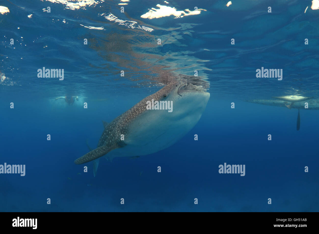 Whale shark or basking shark (Rhincodon typus) Indo-Pacific, Philippines, Southeast Asia Stock Photo