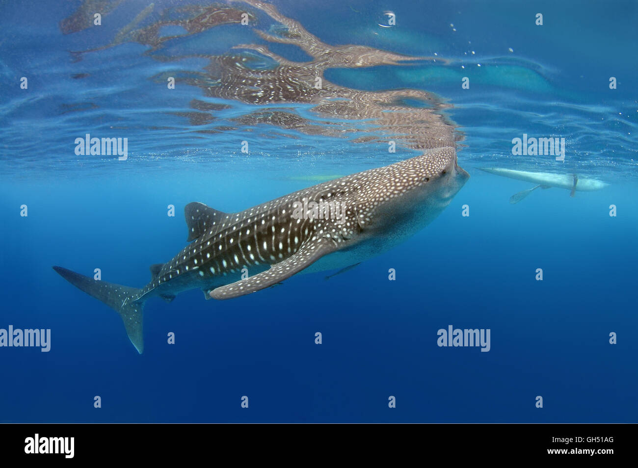 Whale shark or basking shark (Rhincodon typus) Indo-Pacific, Philippines, Southeast Asia Stock Photo
