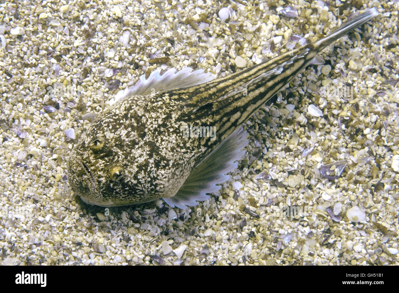 Atlantic stargazer (Uranoscopus scaber) lies on a sandy bottom, Black Sea Stock Photo