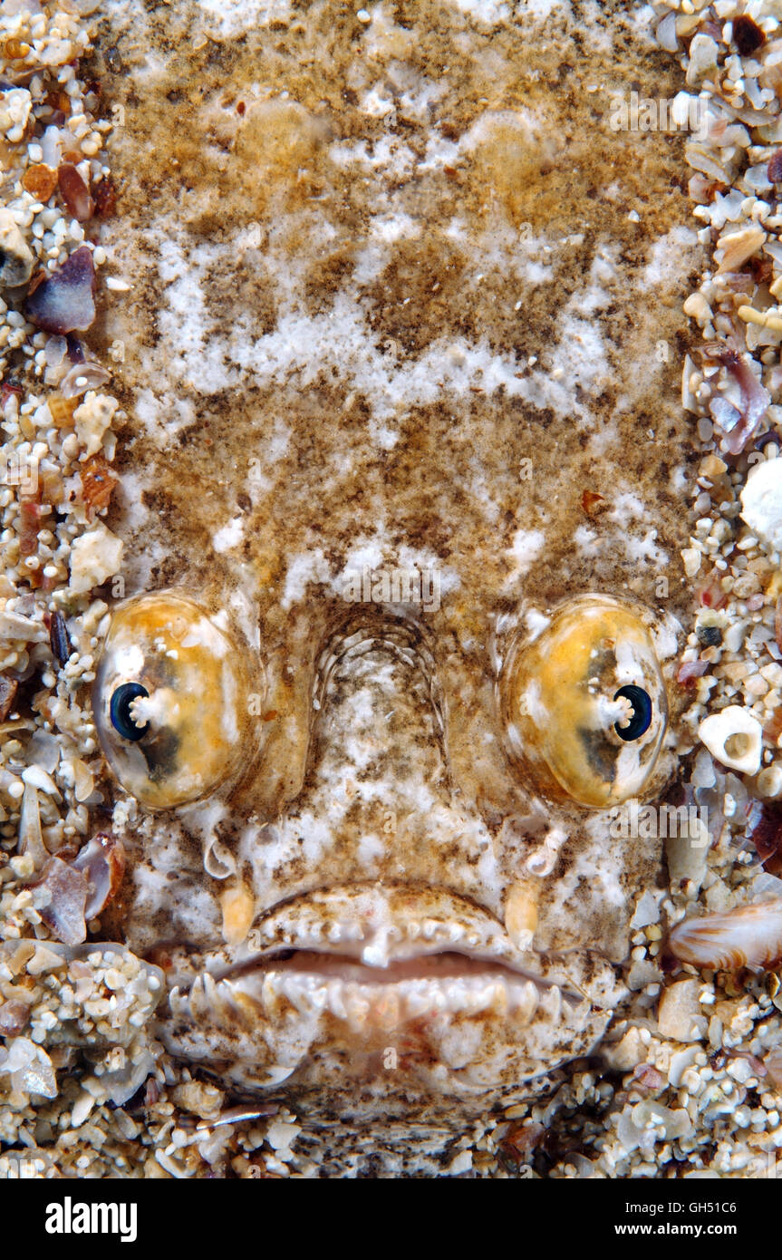 Portrait of a Atlantic stargazer (Uranoscopus scaber) buried in the sandy bottom, Black Sea Stock Photo