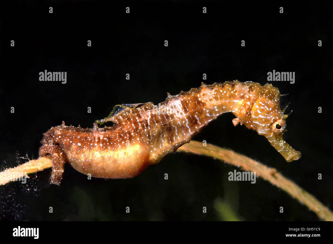 Maned Seahorse or Long-snouted seahorse (Hippocampus guttulatus) male with caviar, Black Sea Stock Photo