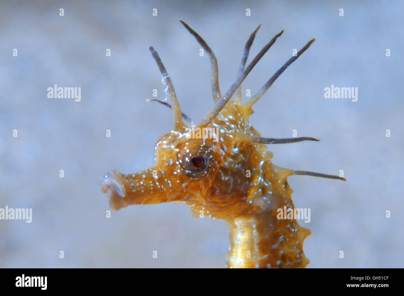 Portrait of a Maned Seahorse or Long-snouted seahorse (Hippocampus guttulatus) Black Sea Stock Photo