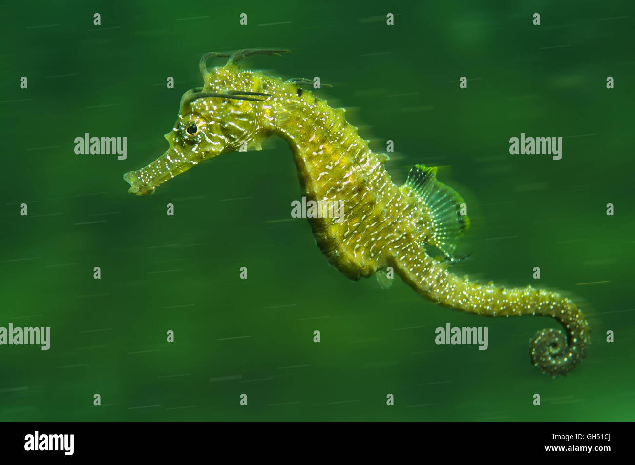 Maned Seahorse or Long-snouted seahorse (Hippocampus guttulatus) swims in the water column in Black Sea Stock Photo