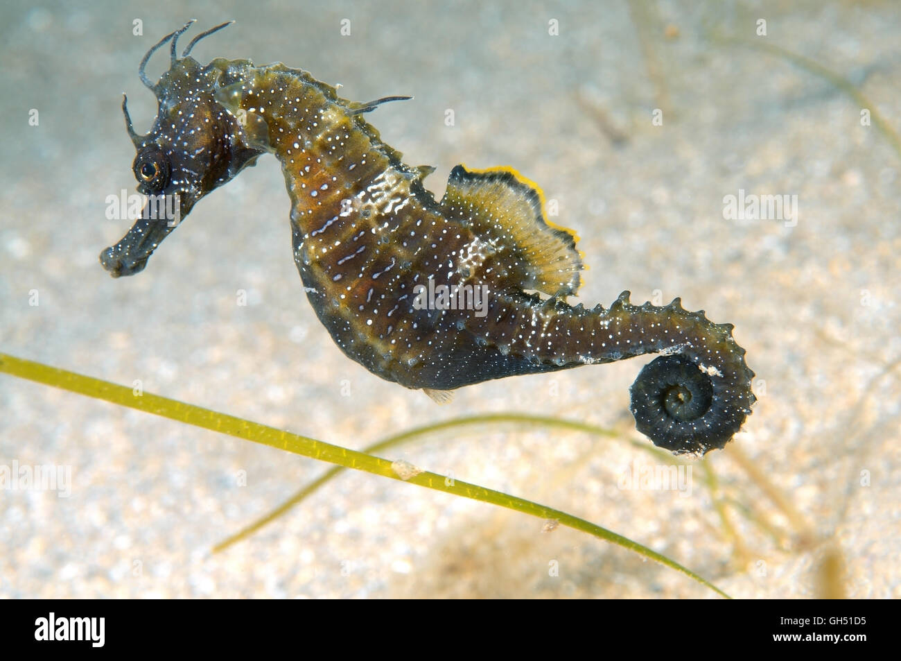 Maned Seahorse or Long-snouted seahorse (Hippocampus guttulatus) swims in the water column in Black Sea Stock Photo