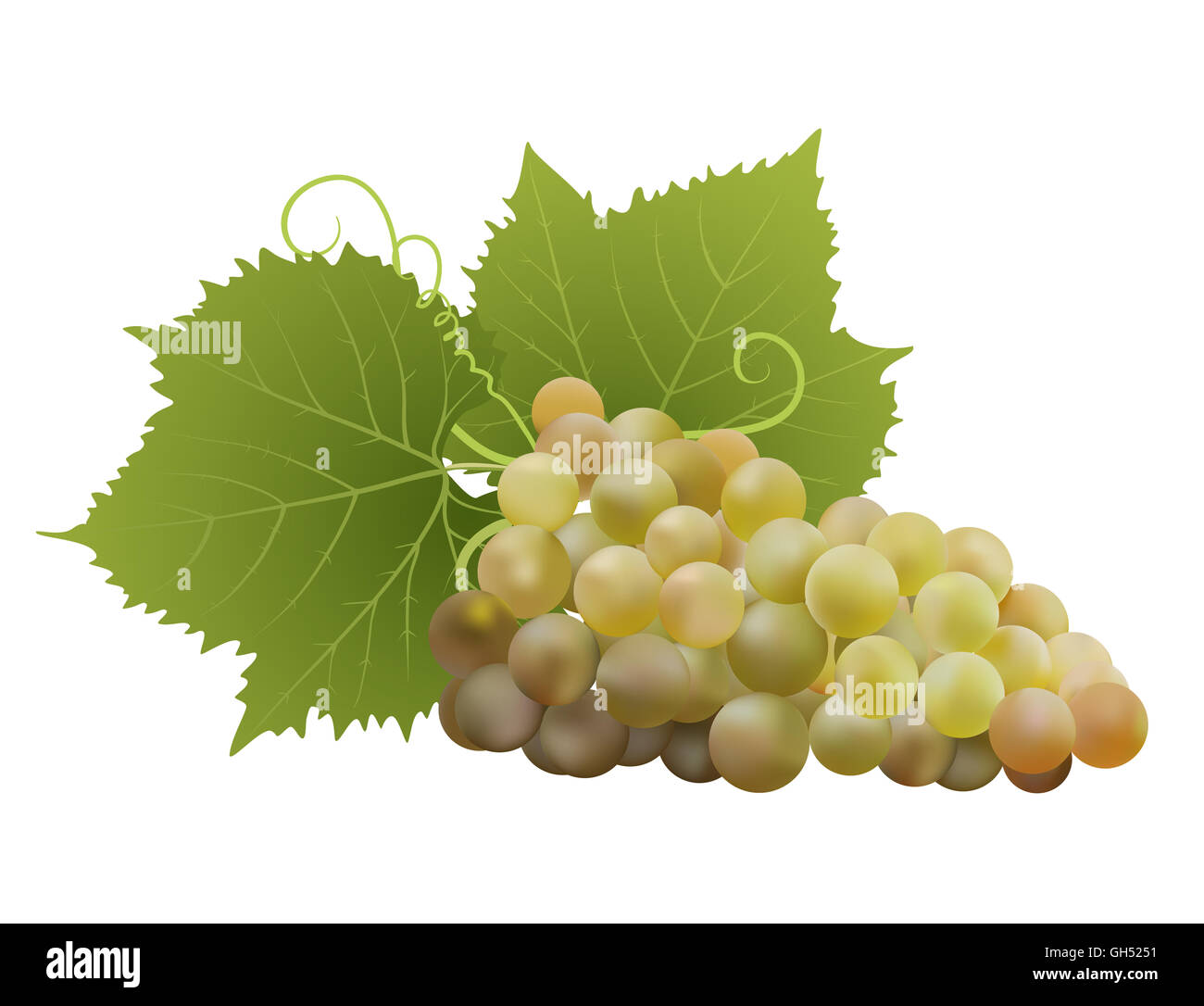 white grapes with leaves on white Stock Photo