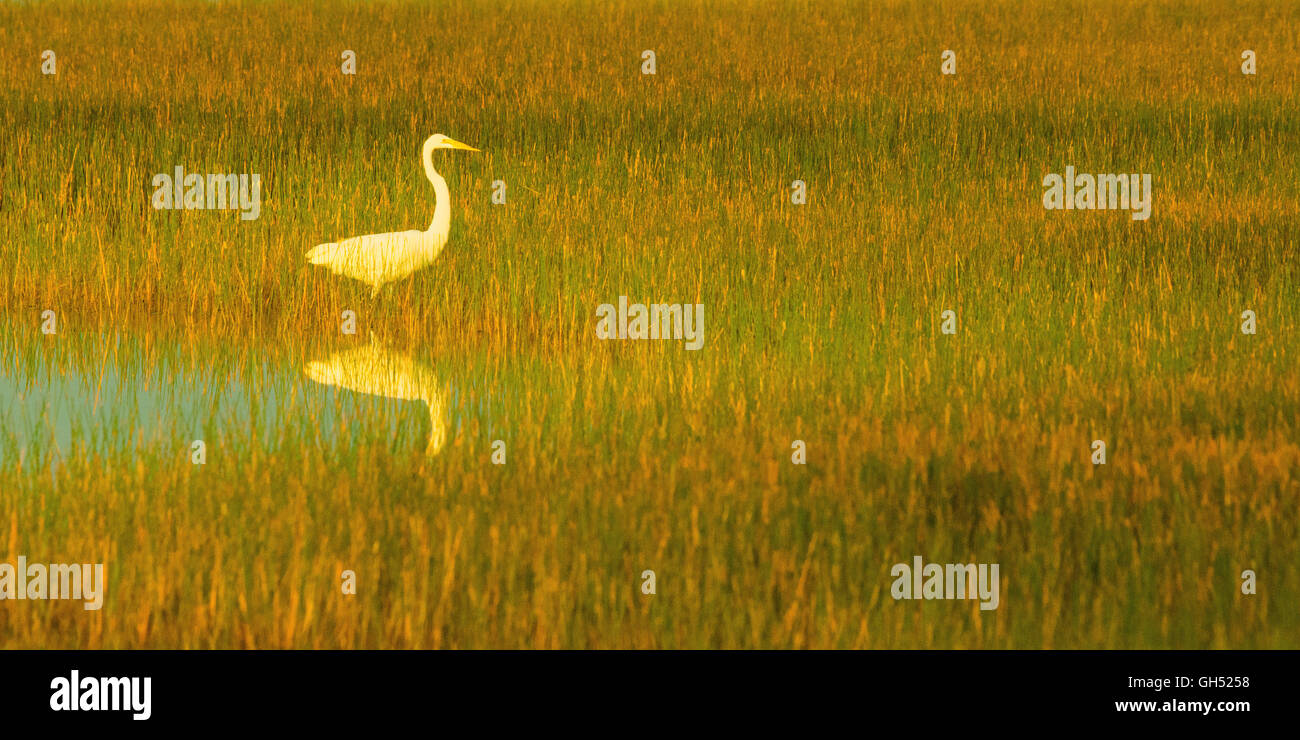 Sawgrass hires stock photography and images Alamy