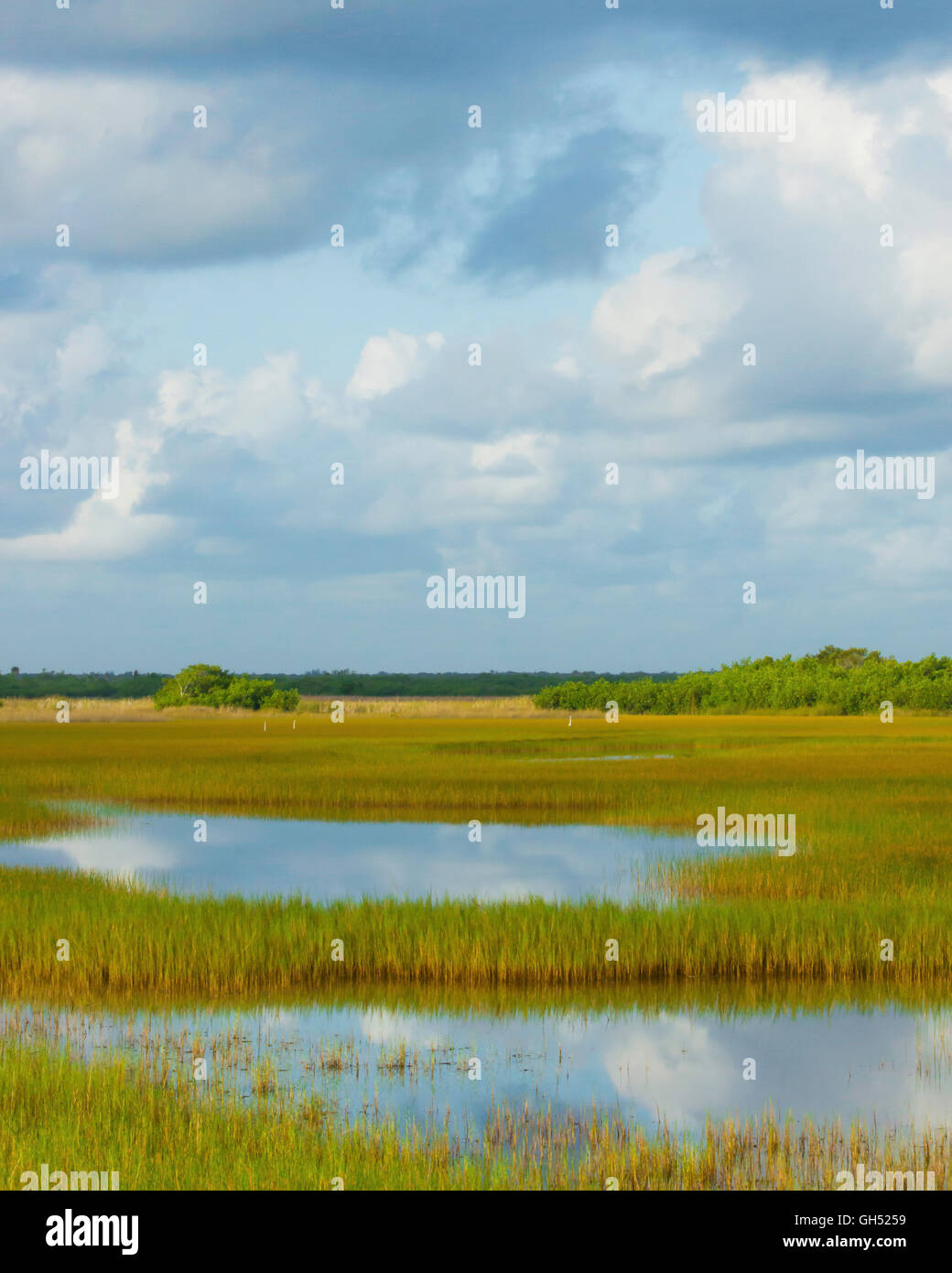 Sawgrass prairie in south florida hires stock photography and images Alamy