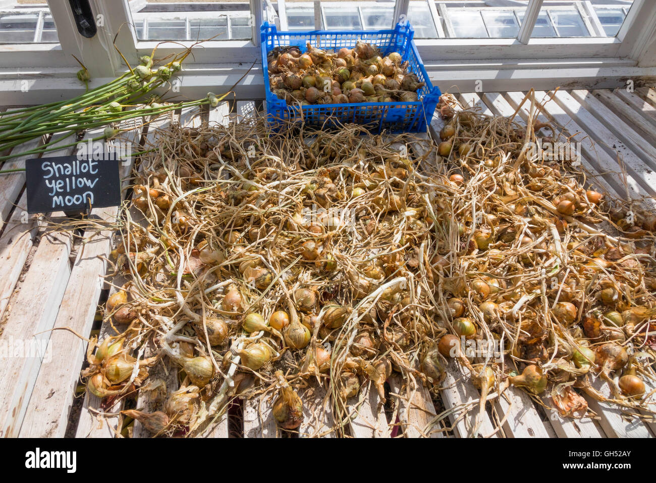 Yellow moon shallot hires stock photography and images Alamy