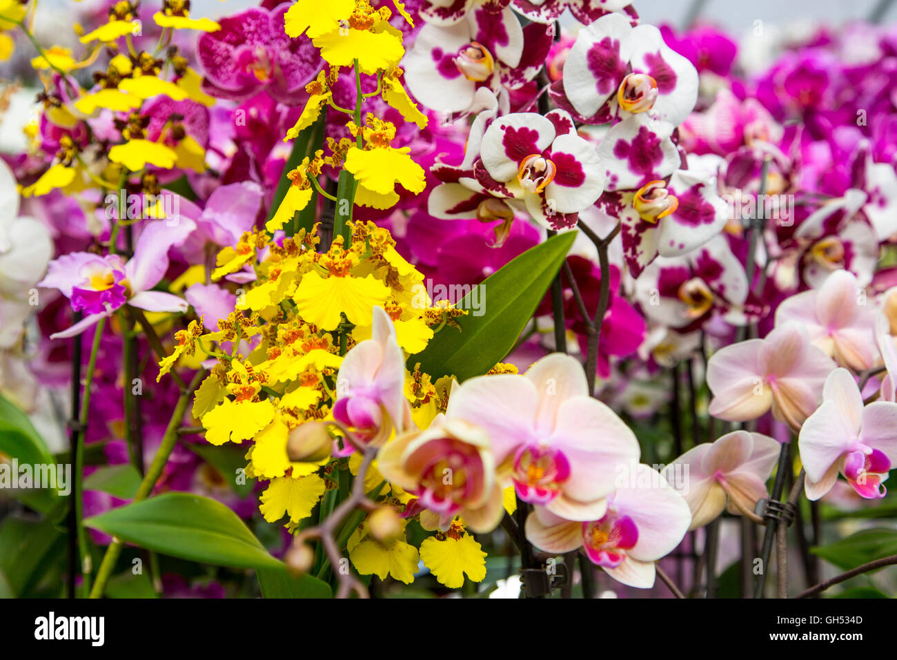 Lily family liliaceae hires stock photography and images Alamy