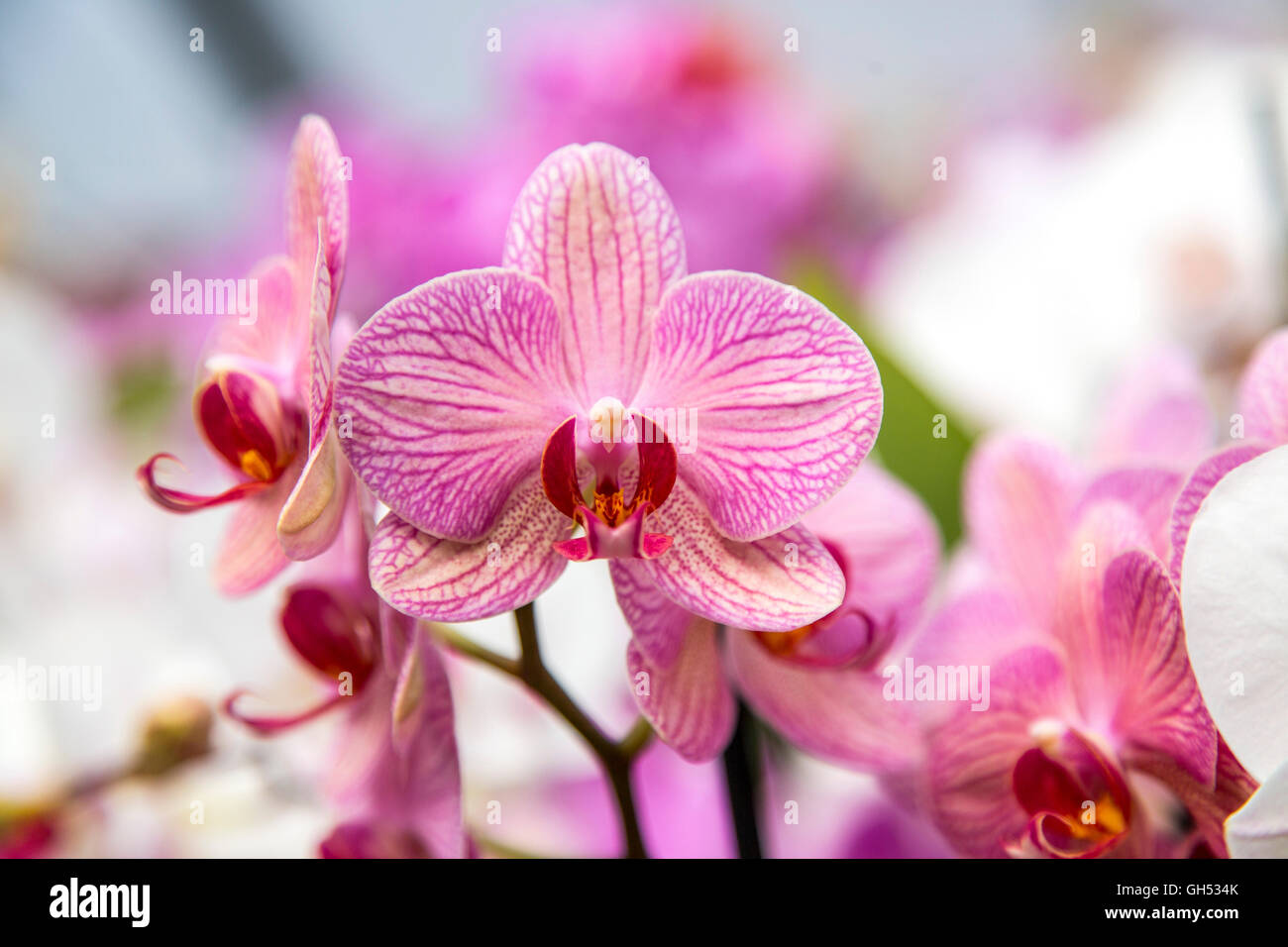 Lily plant, flower, lily family Liliaceae, Stock Photo
