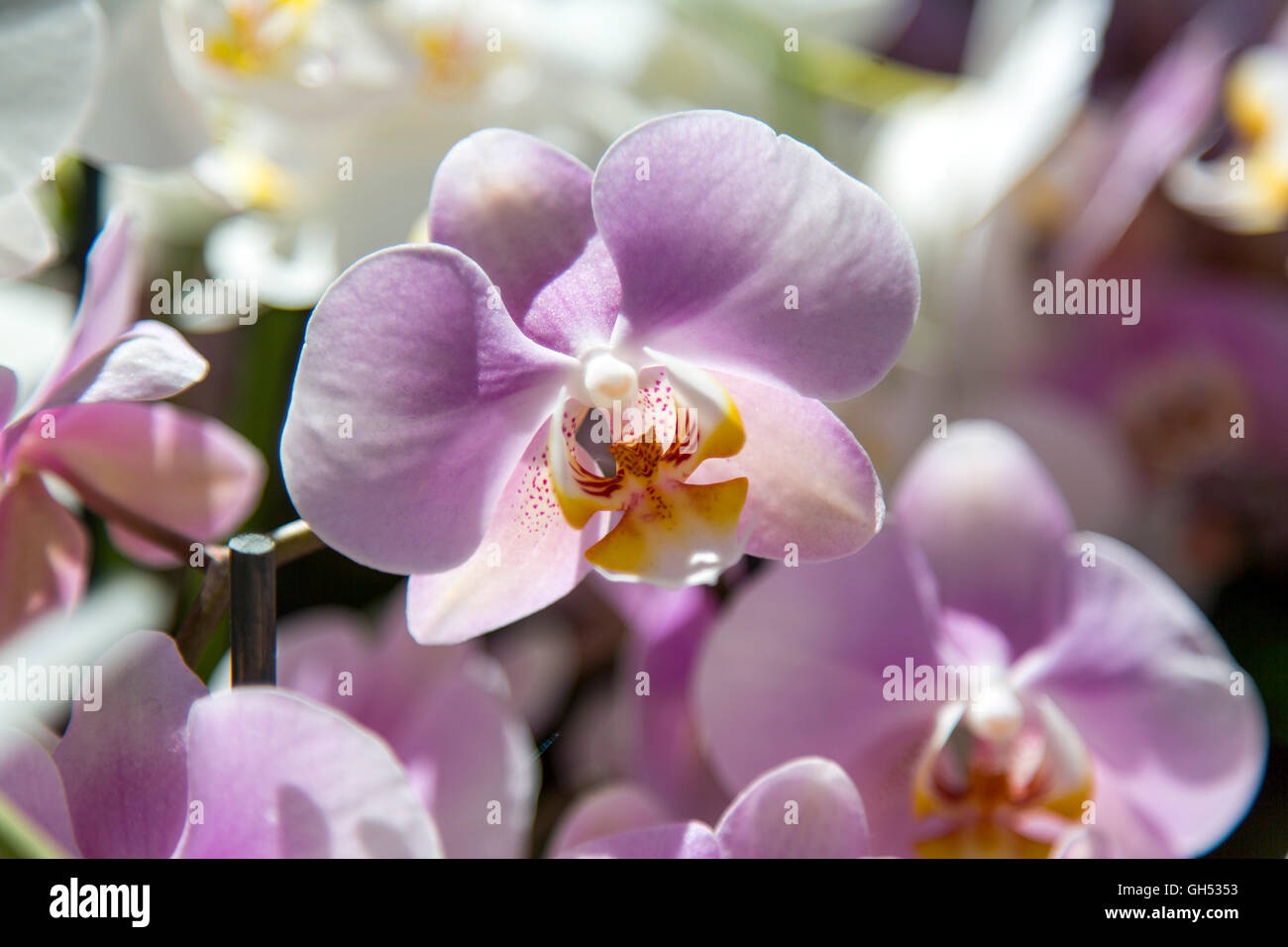 Lily family liliaceae hires stock photography and images Alamy