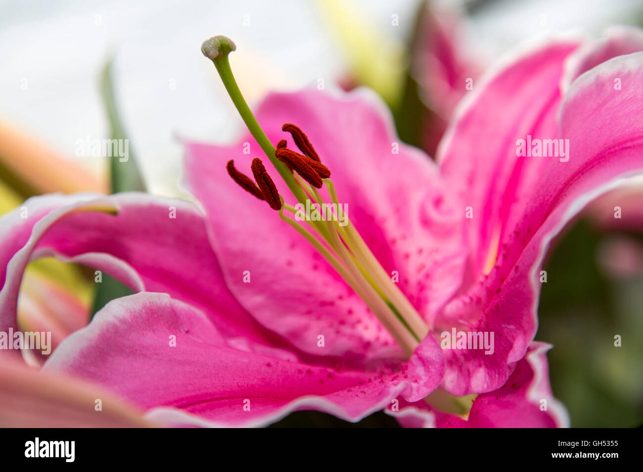 lilium oriental trumpet, lily plant, flower, lily family Liliaceae