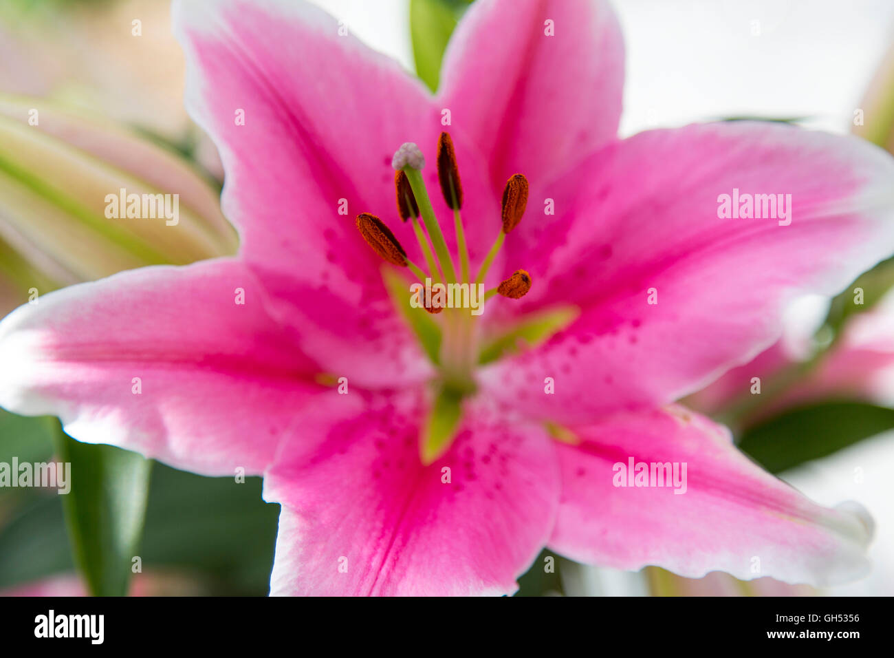 lilium oriental marlon, lily plant, flower, lily family Liliaceae Stock