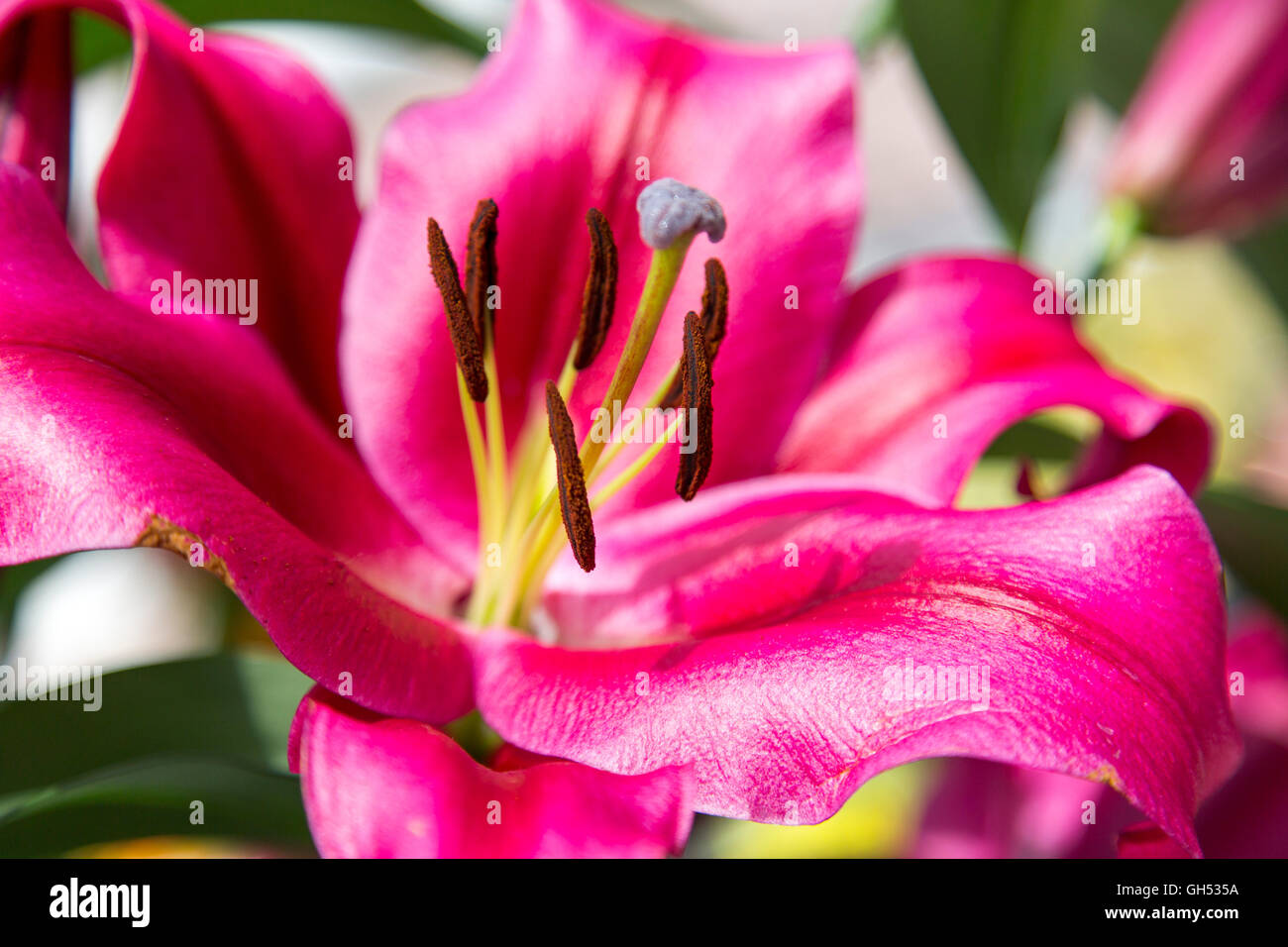 lilium oriental trumpet, lily plant, flower, lily family Liliaceae