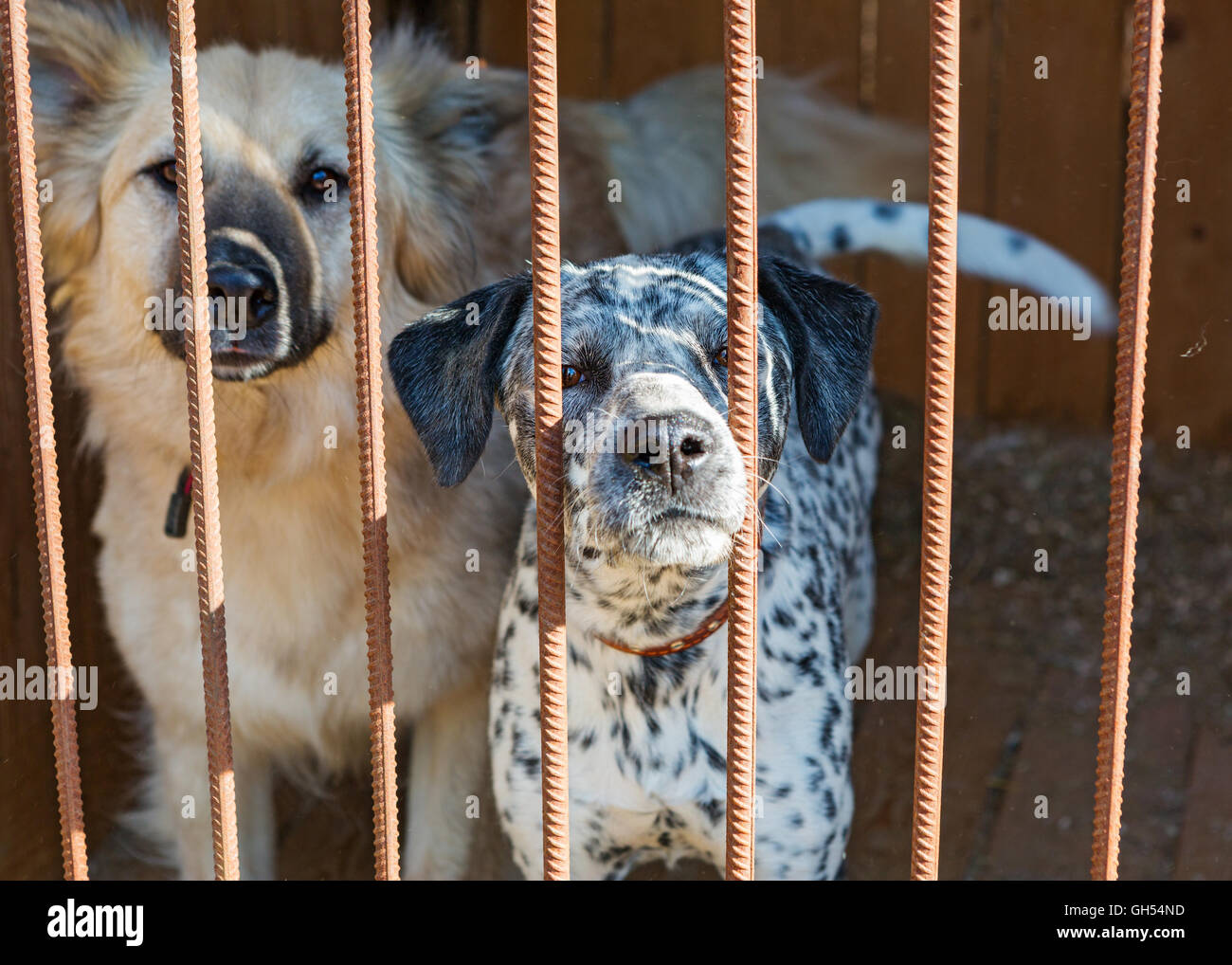 Dalmatians head hires stock photography and images Alamy