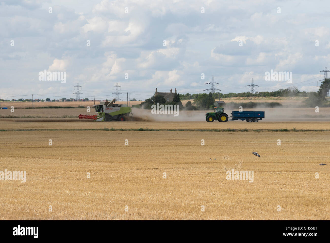 Off, loading, the, Harvester, wheat, load, onto the, awaiting, tractor, trailer, to, transport, it to the, barn or production, Stock Photo
