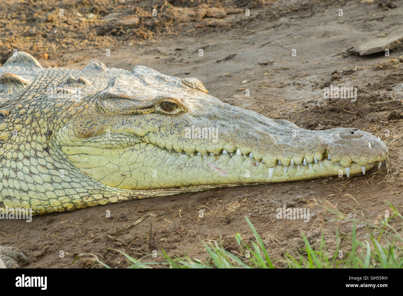 American Crocodile  Crocodylus acutus  San Blas, Nayarit, Mexico 7 June     Adult       Crocodylidae Stock Photo