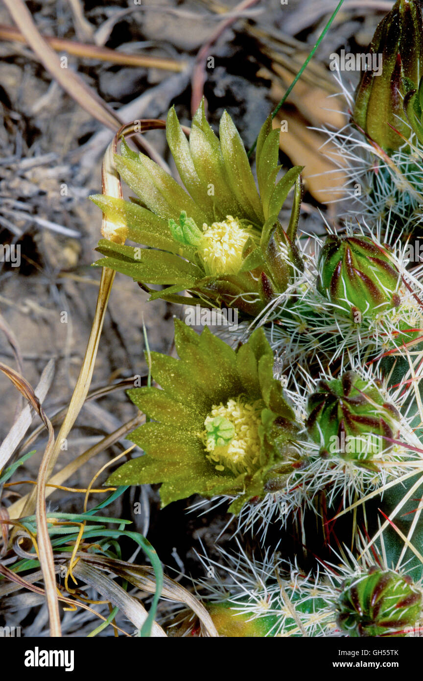 Green-flowered Hedgehog  Echinocereus chloranthus variety cylindricus Big Bend National Park, Texas, United States April      Fl Stock Photo
