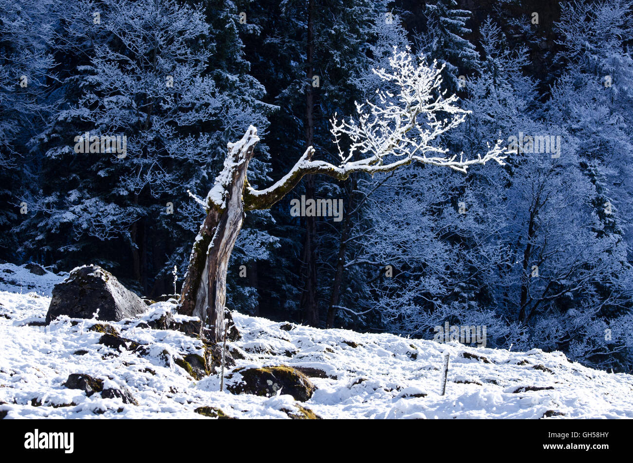 Hoarfrost tree and forest, Tschingel, Kiental, Bernese alps, Switzerland Stock Photo