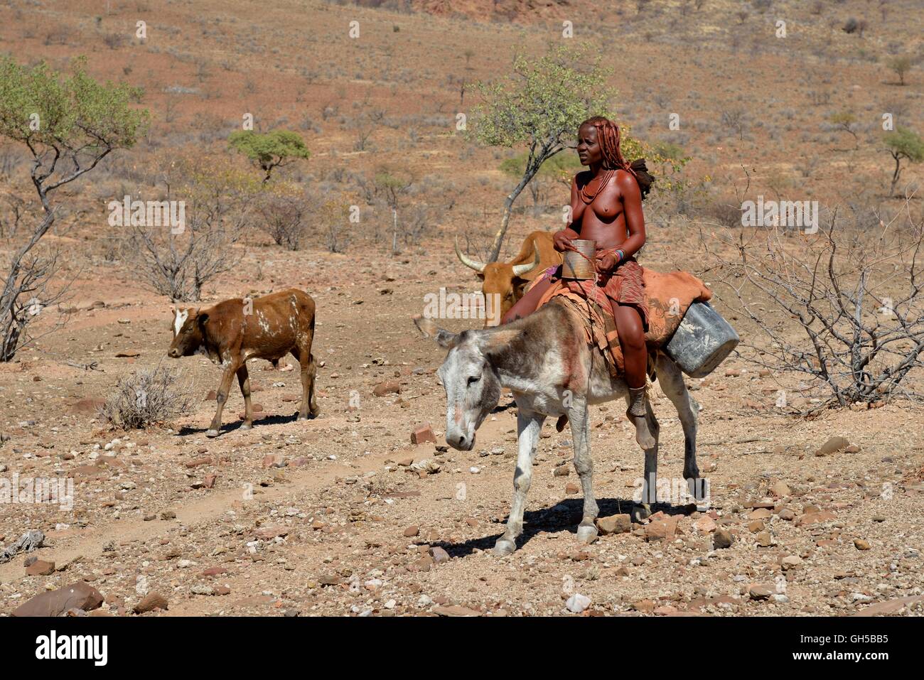 geography / travel, Namibia, Himba woman on a donkey with their herd of cows, nearby Orupembe, Kaokoveld, Additional-Rights-Clearance-Info-Not-Available Stock Photo