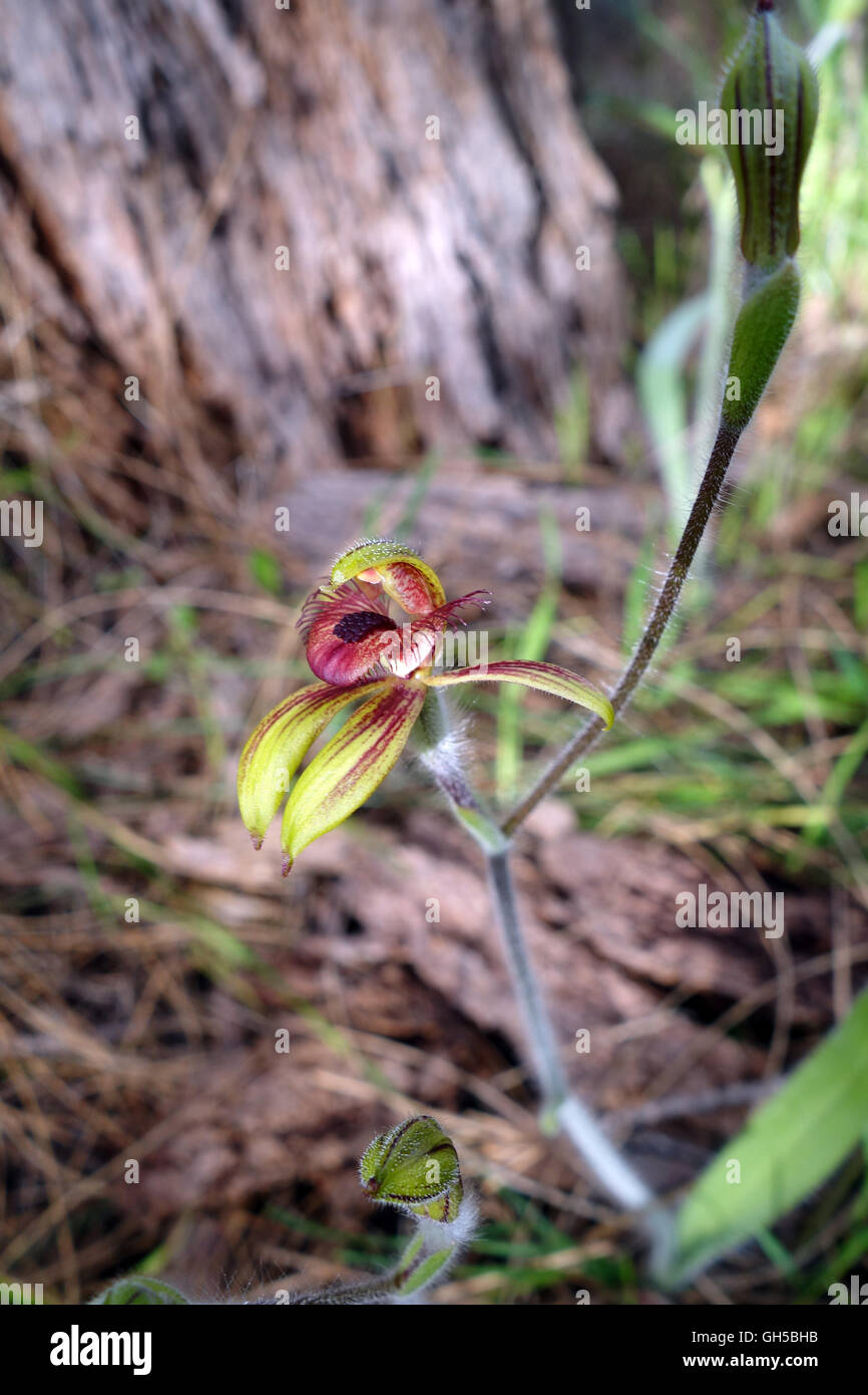 Dancing spider orchid (Caladenia discoidea), Wireless Hill Park, Perth, Western Australia Stock Photo