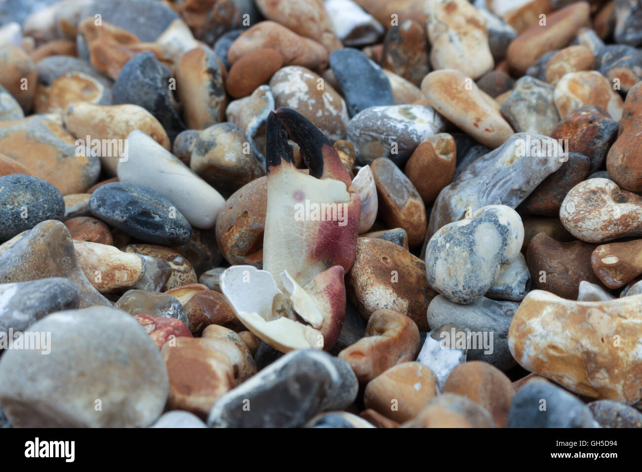 Crab claw hires stock photography and images Alamy