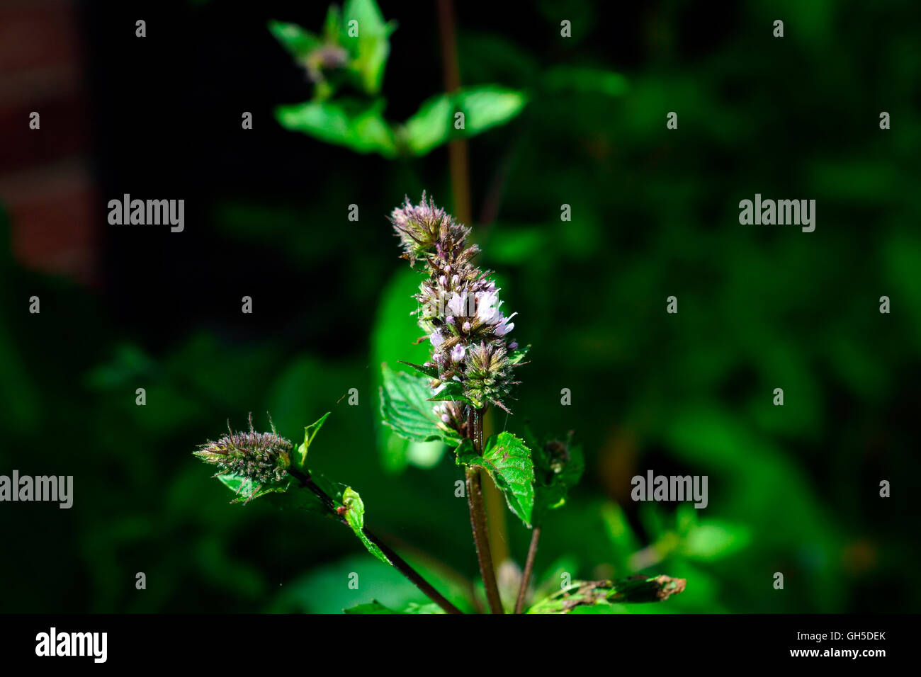 MINT FLOWER AND SEED Stock Photo Alamy