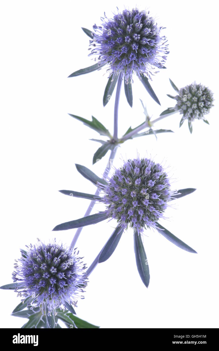 Twig of blue eryngium isolated on white background Stock Photo Alamy