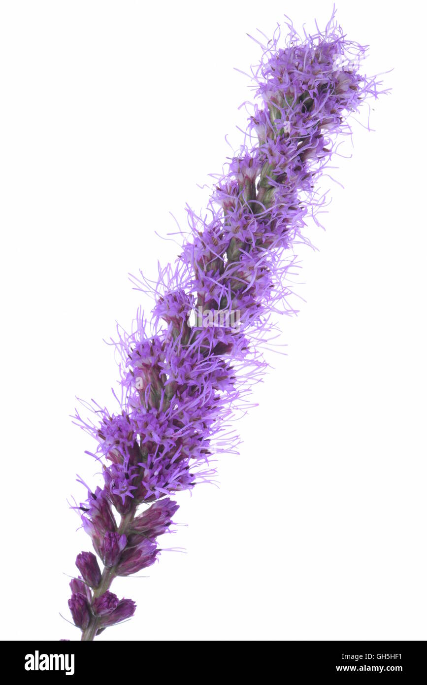 Single liatris flower head isolated on white background Stock Photo