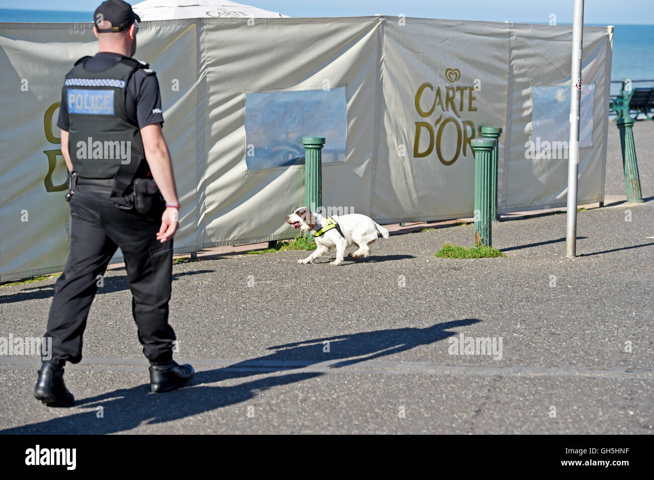 Police sniffer dog in action with handler Brighton seafront UK Stock