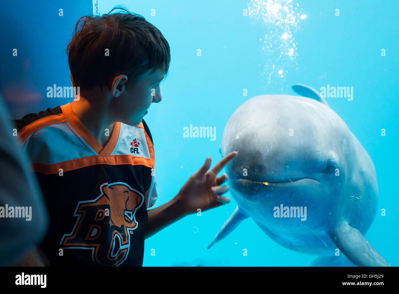 A child interacts with a False killer whale (Pseudorca crassidens) at the Vancouver Aquarium in Vancouver, Canada. Stock Photo