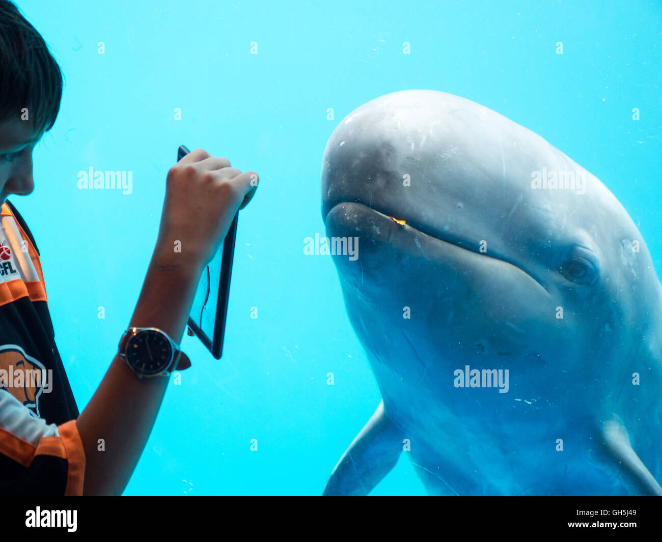 A child interacts with a False killer whale (Pseudorca crassidens) at the Vancouver Aquarium in Vancouver, Canada. Stock Photo