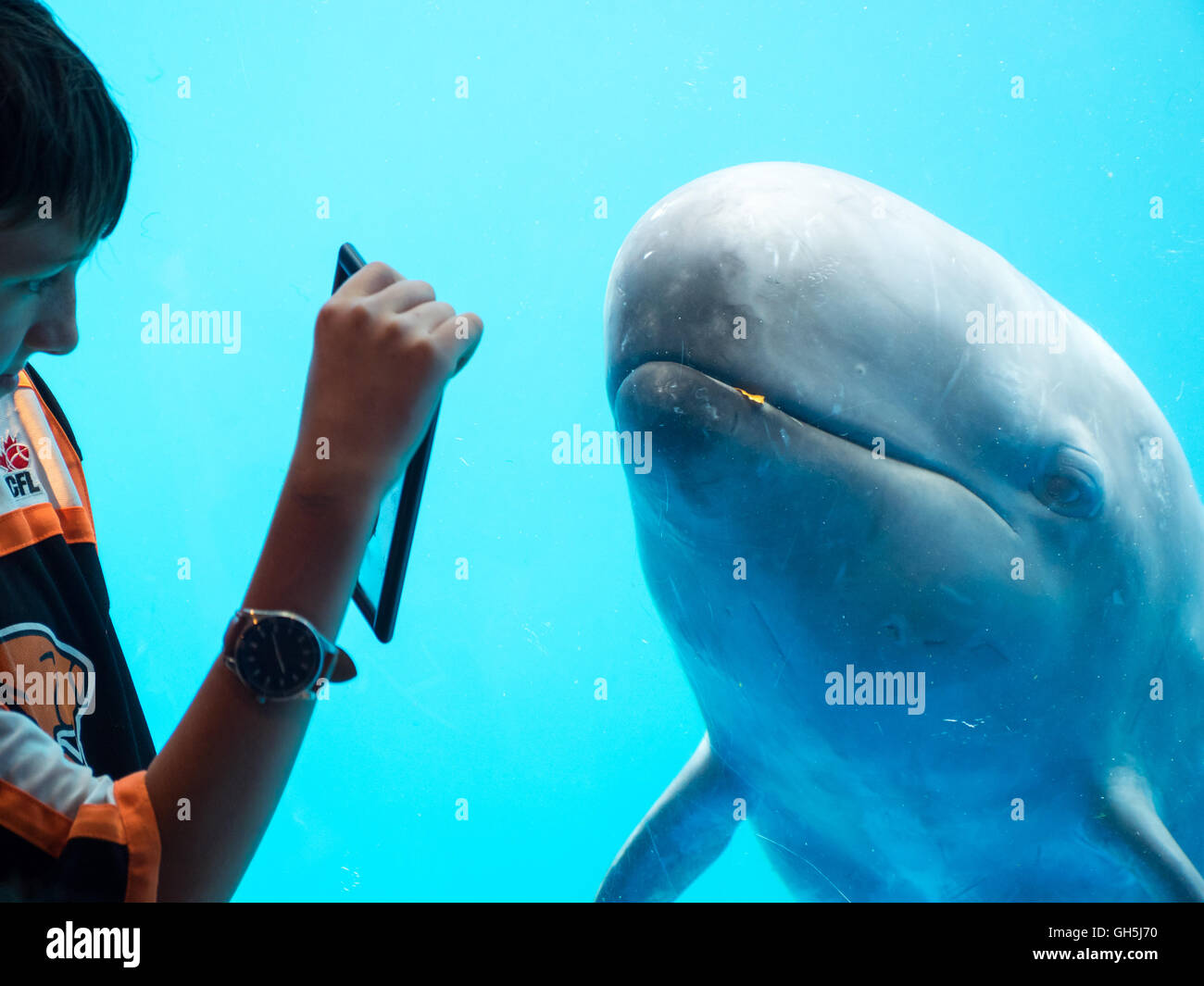 A child interacts with a False killer whale (Pseudorca crassidens) at the Vancouver Aquarium in Vancouver, Canada. Stock Photo